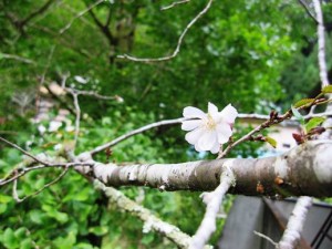 十月桜