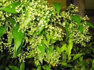 夜香木