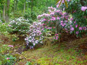 石楠花25-2