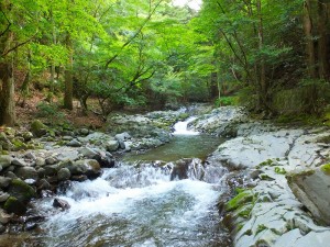 新緑の天城へ