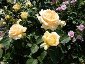 DSCN1082