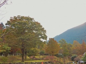 天城もみじ15
