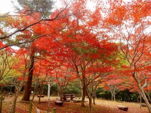 %e3%82%82%e3%81%bf%e3%81%98%e2%91%a1